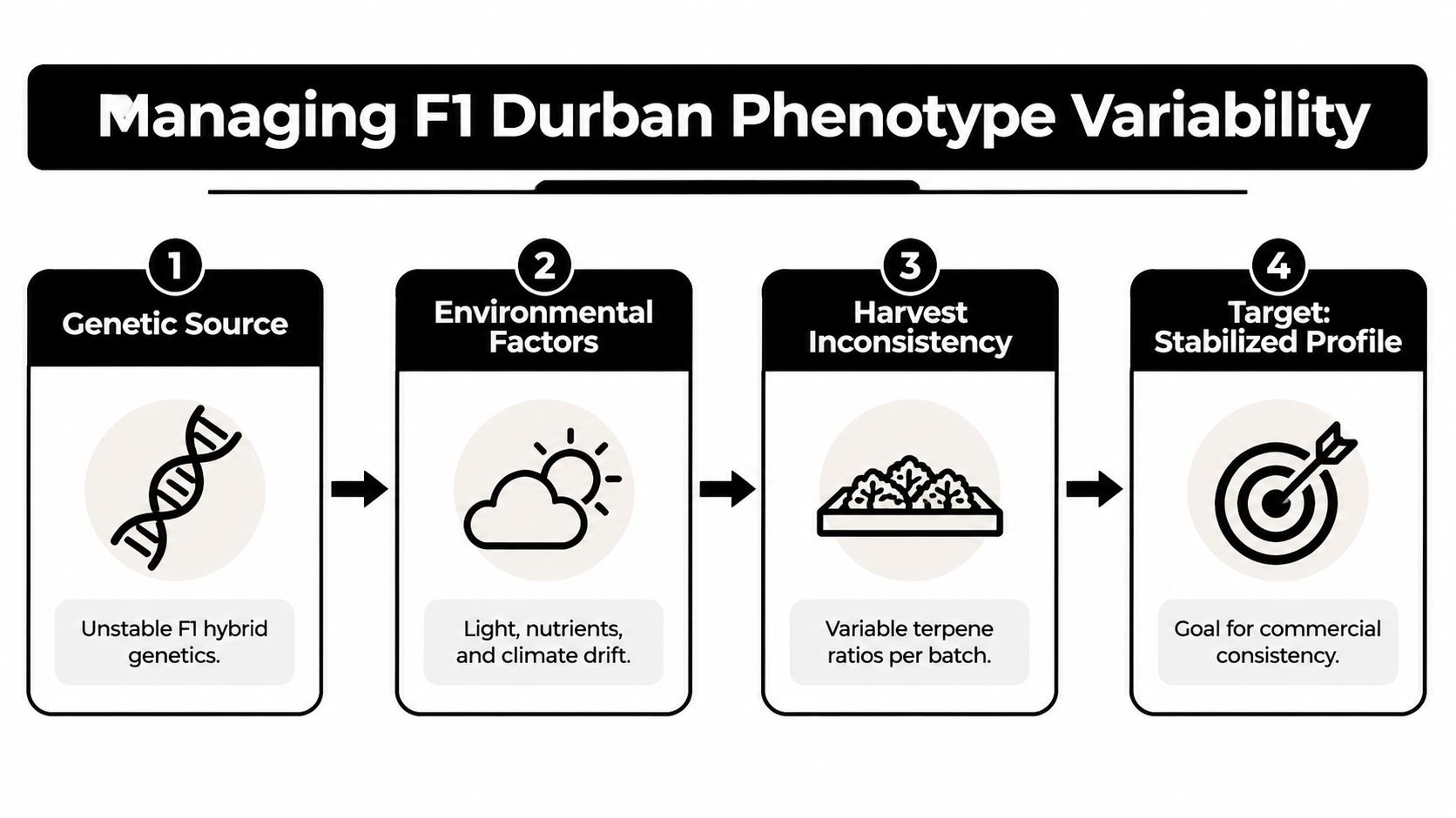 An infographic showing four steps to managing F1 Durban cannabis phenotype variability for commercial consistency.