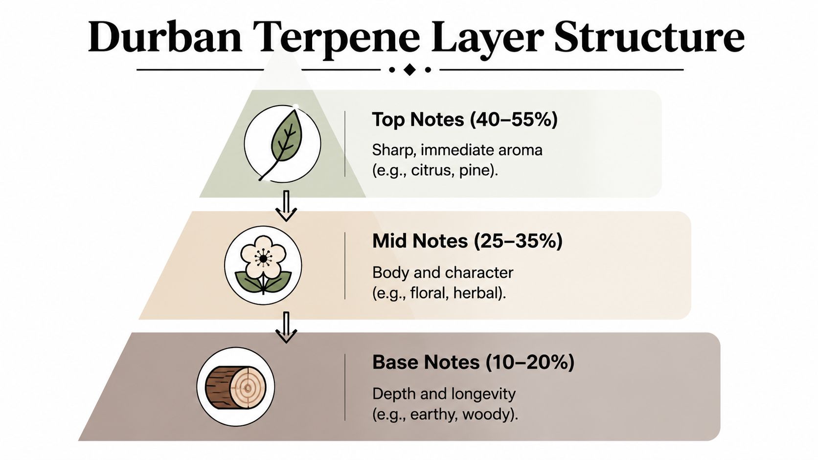 A diagram illustrating the Durban terpene layer structure, showing top, mid, and base note percentages and examples.