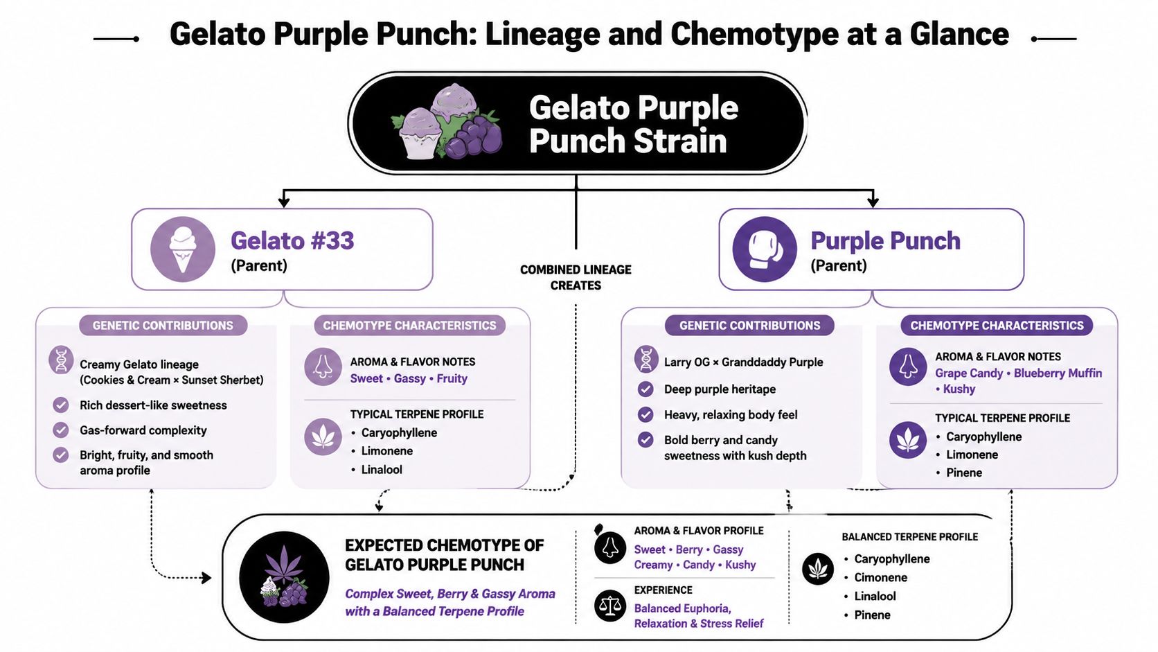 An infographic detailing the genetic lineage and terpene profiles of the Gelato Purple Punch cannabis strain.