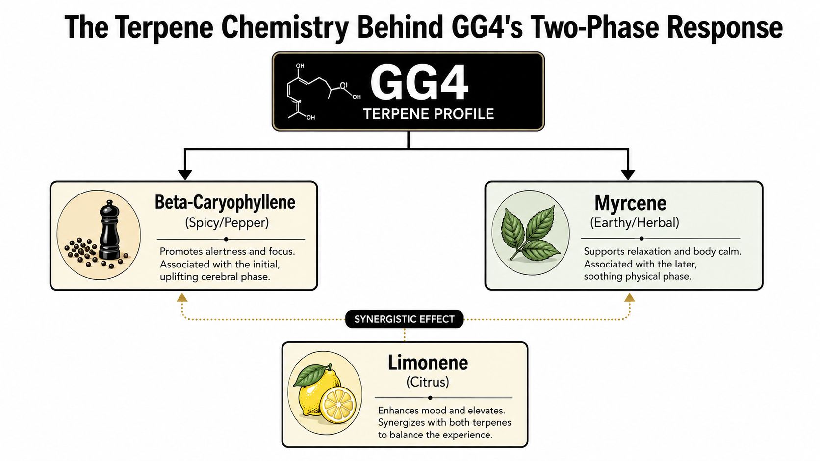 An infographic detailing the terpene chemistry behind the GG4 strain, including Beta-Caryophyllene, Myrcene, and Limonene.