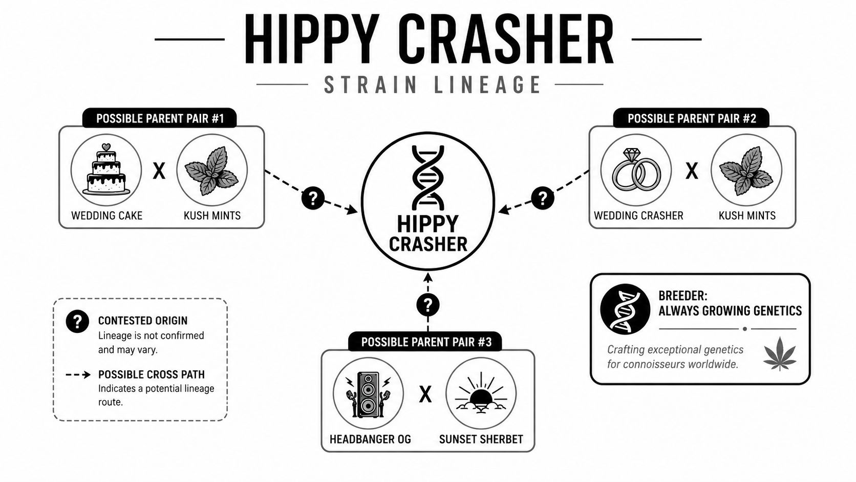 A diagram illustrating the contested genetic lineage of the cannabis strain Hippy Crasher by Always Growing Genetics.
