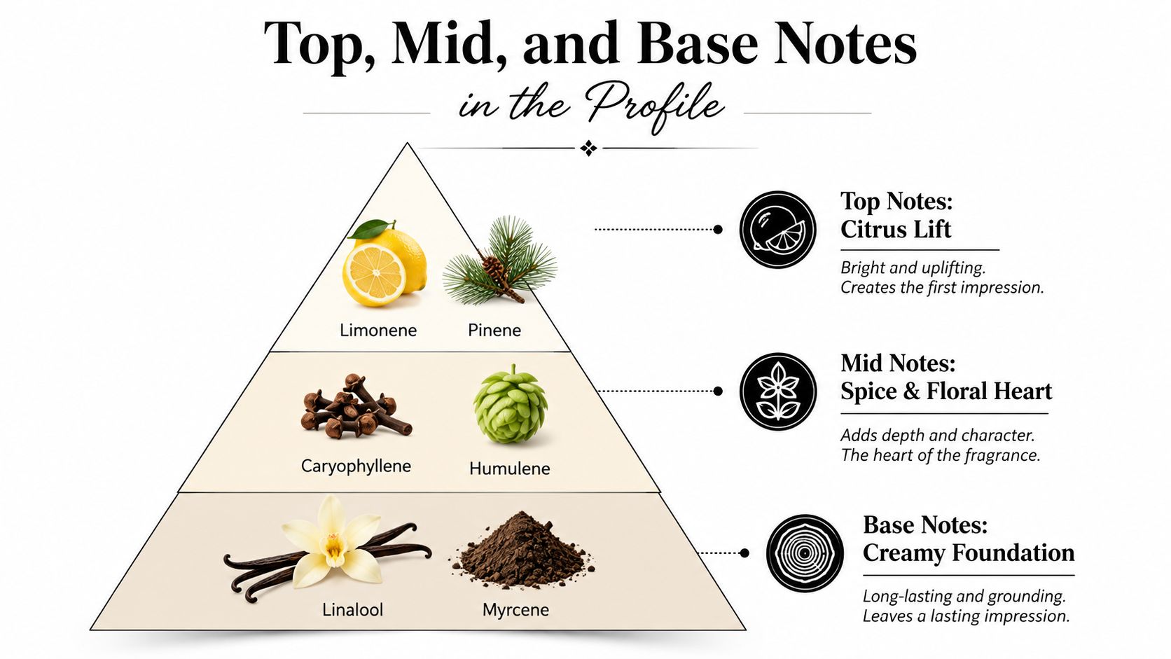 A diagram of a fragrance pyramid illustrating top, middle, and base notes with corresponding terpene examples.