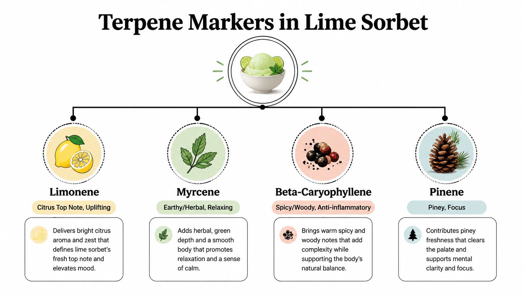A diagram illustrating the primary terpene markers in Lime Sorbet, detailing their aromas, effects, and sensory profiles.