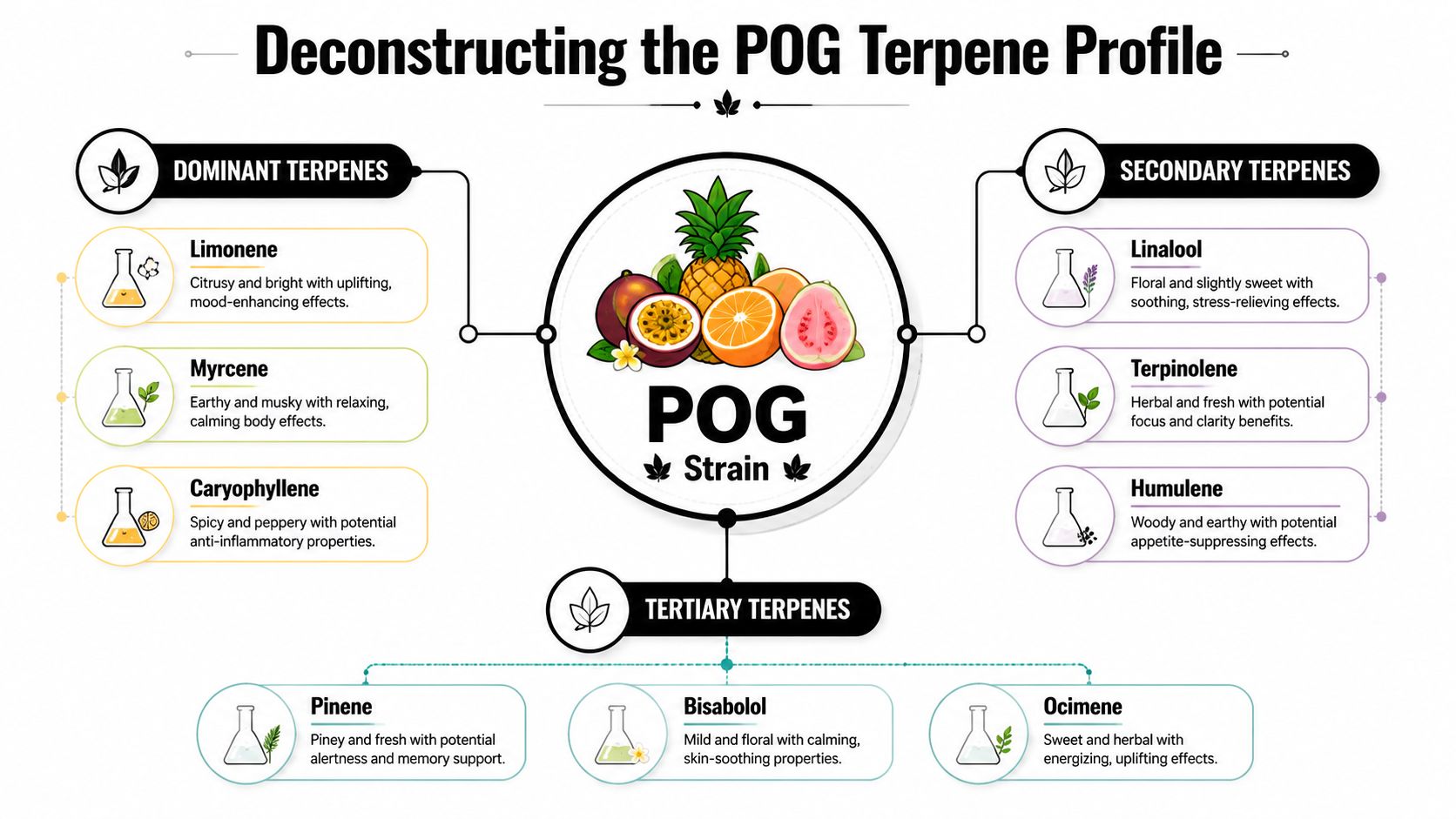 An infographic detailing the dominant, secondary, and tertiary terpene profile of the POG cannabis strain.