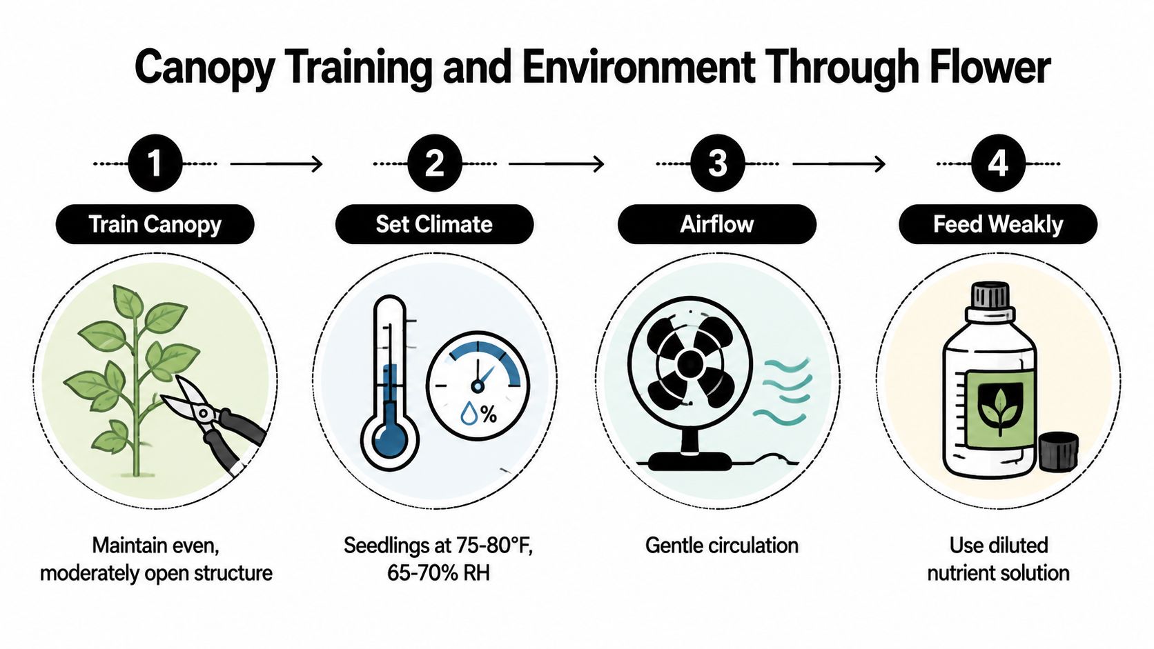 A four-step infographic illustrating canopy training and environmental conditions for growing cannabis seedlings through flower.