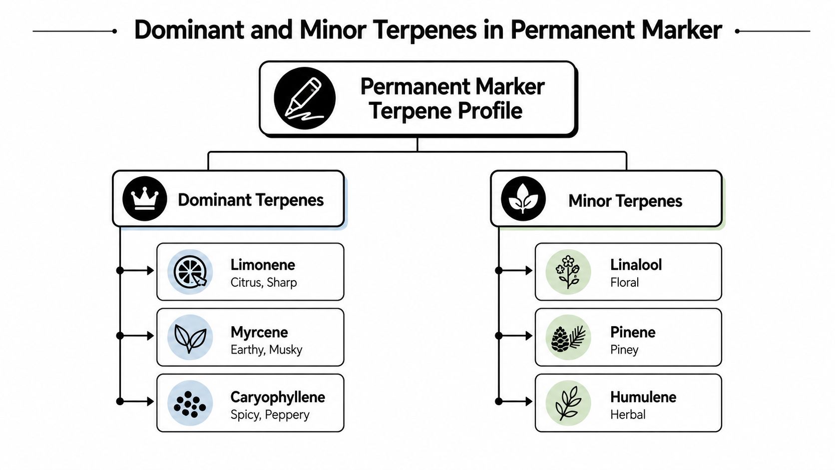 A chart showing dominant and minor terpenes found in the Permanent Marker cannabis strain and their scents.