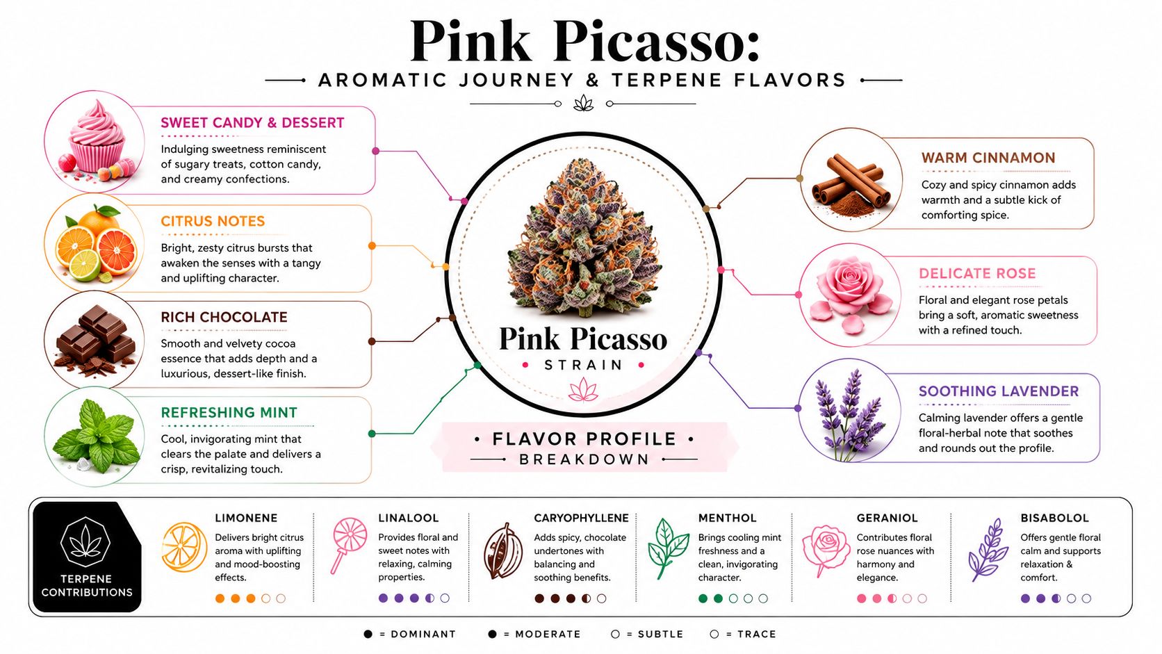 A detailed infographic illustrating the aromatic flavor profile and terpene breakdown of the Pink Picasso cannabis strain.