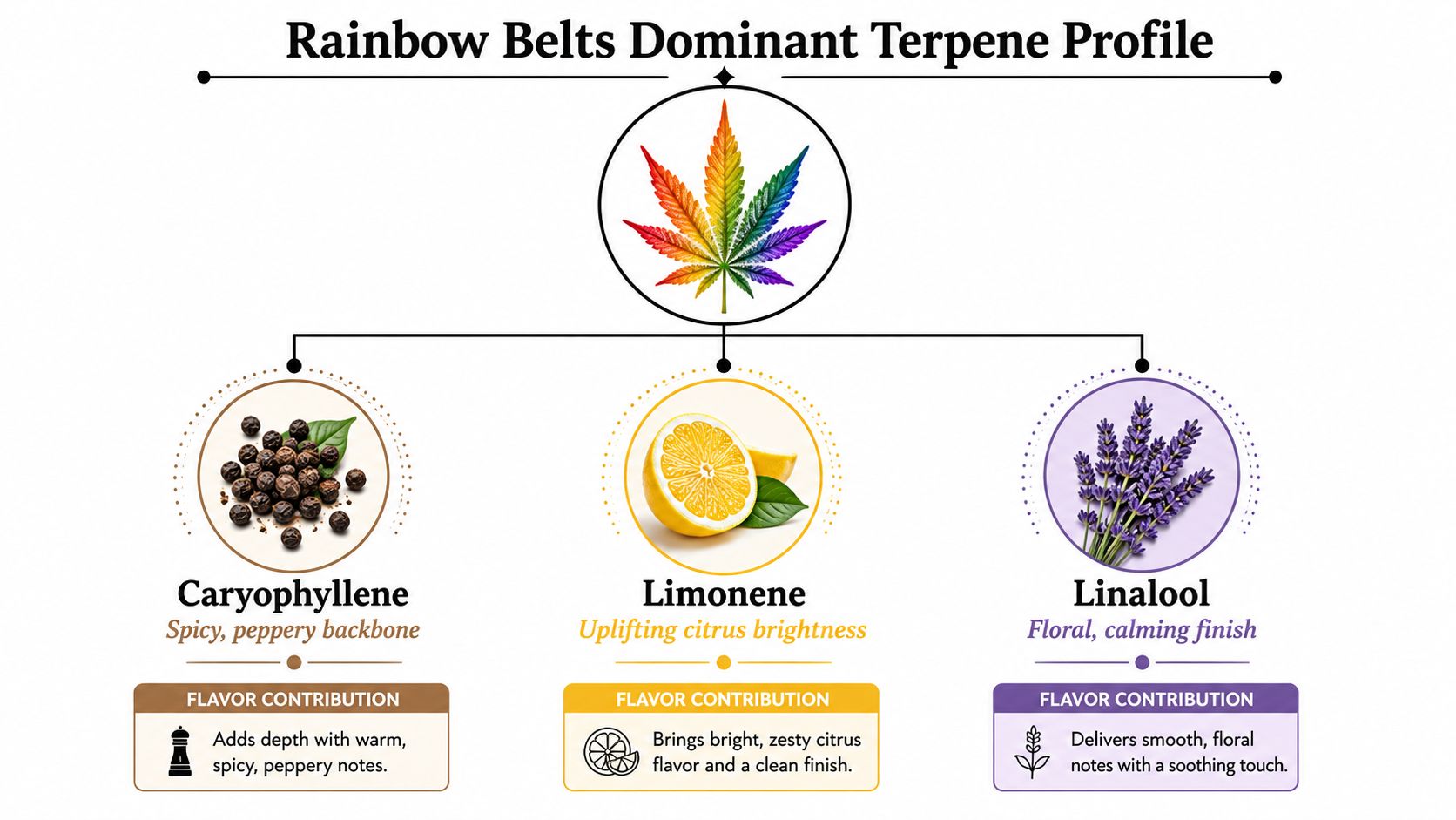 A diagram illustrating the dominant terpene profile of the Rainbow Belts cannabis strain featuring Caryophyllene, Limonene, and Linalool.