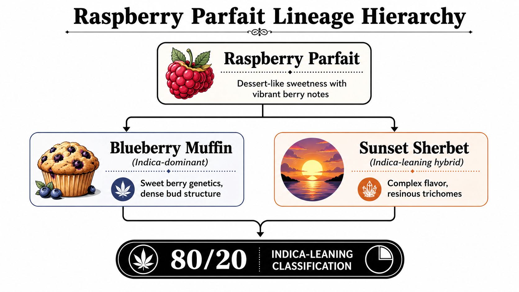 A diagram illustrating the lineage hierarchy of the Raspberry Parfait cannabis strain, originating from Blueberry Muffin and Sunset Sherbet.