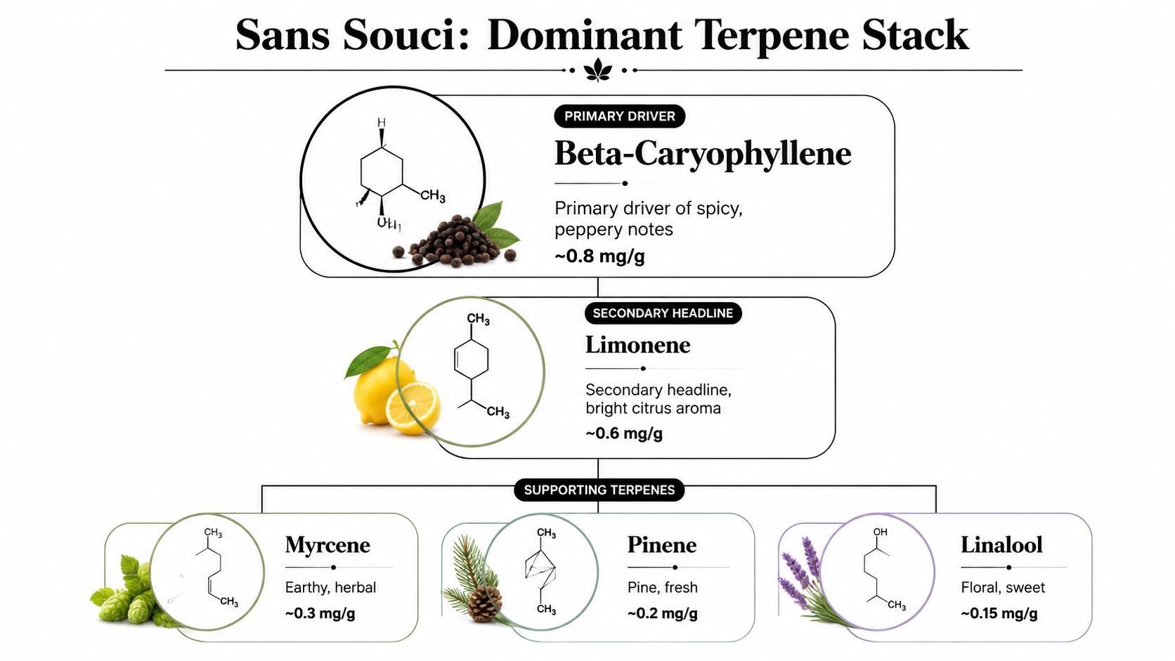 A detailed infographic showing the terpene profile of the Sans Souci strain, including concentrations and aromatic descriptions.