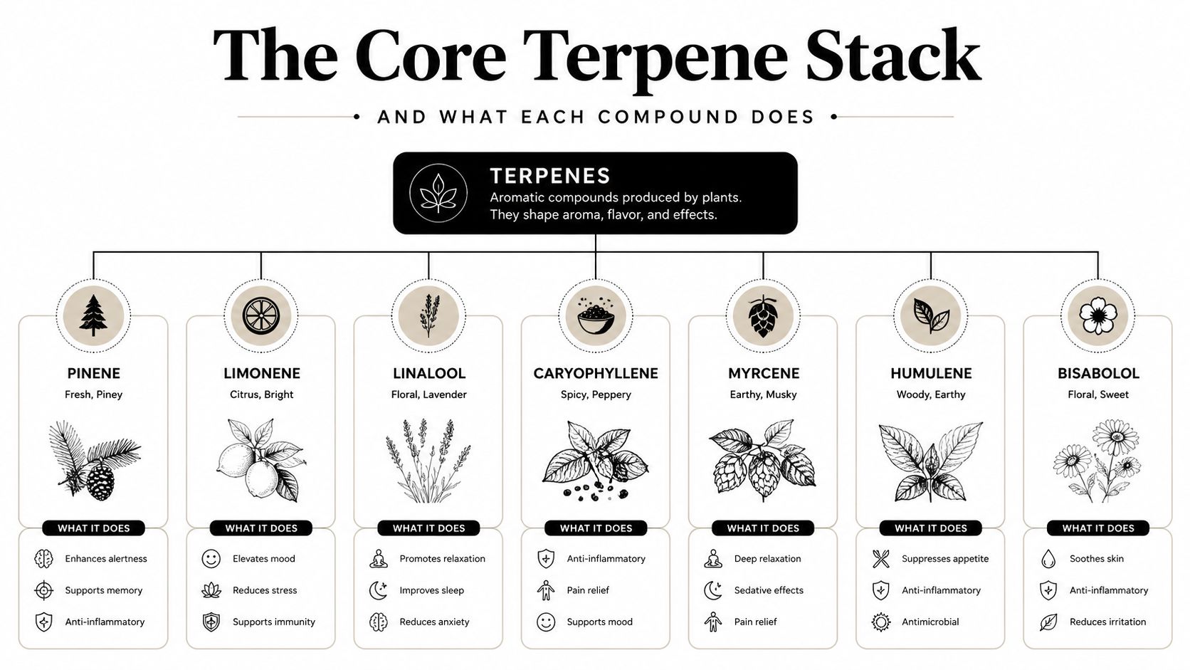 An infographic detailing seven core terpenes and their specific aromatic profiles, benefits, and physiological effects.