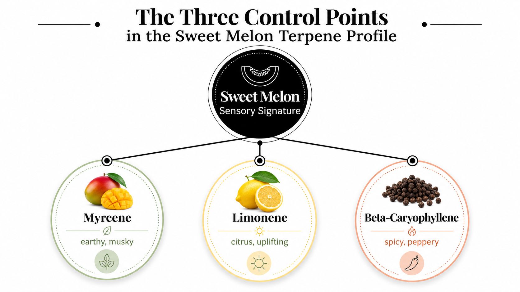 A diagram illustrating the three control points of the Sweet Melon terpene profile with specific aroma descriptions.