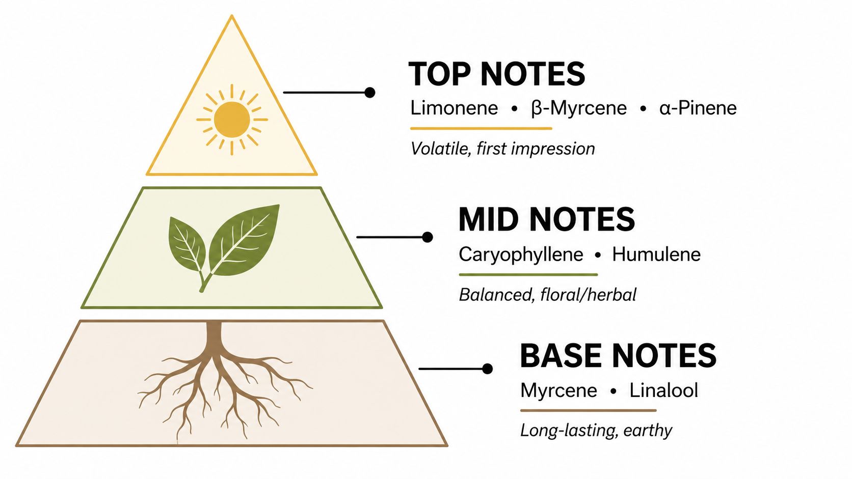 A pyramid diagram illustrating top, mid, and base note layers of terpene profiles and their aromatic characteristics.