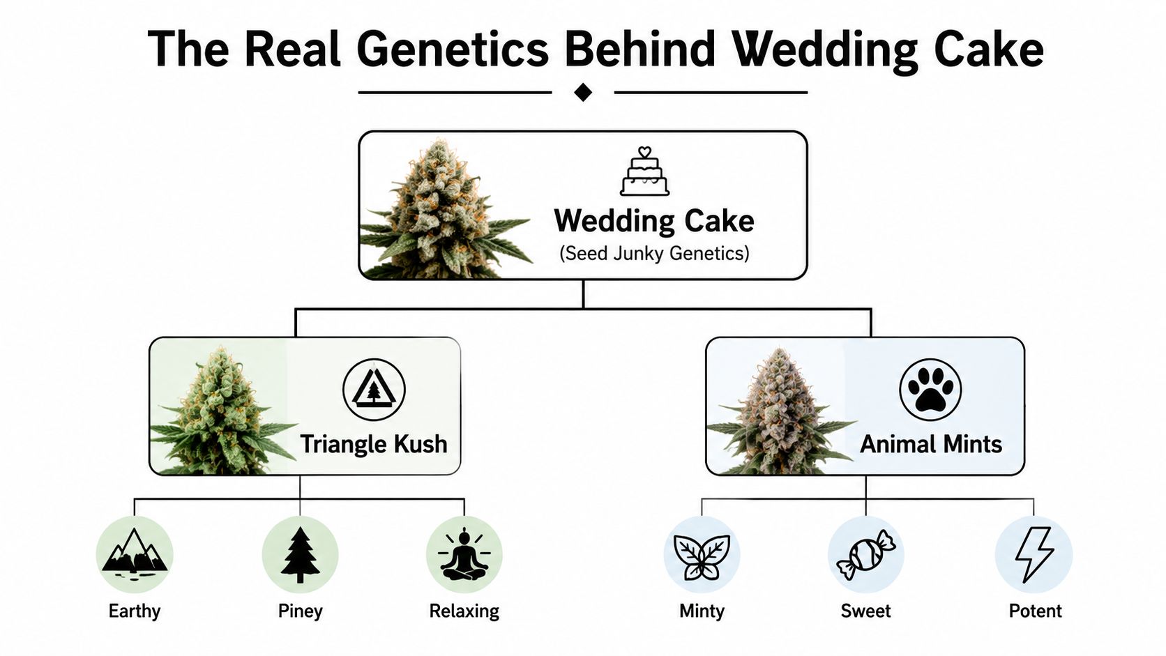 An infographic detailing the cannabis strain Wedding Cake, illustrating its parent strains Triangle Kush and Animal Mints.