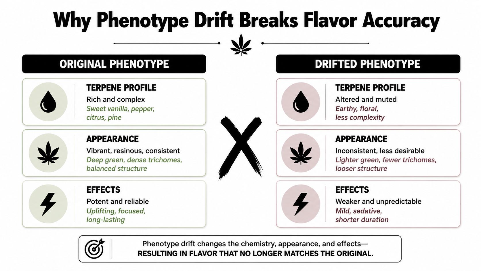 A comparison chart showing how phenotype drift affects cannabis terpene profiles, appearance, and physical effects.
