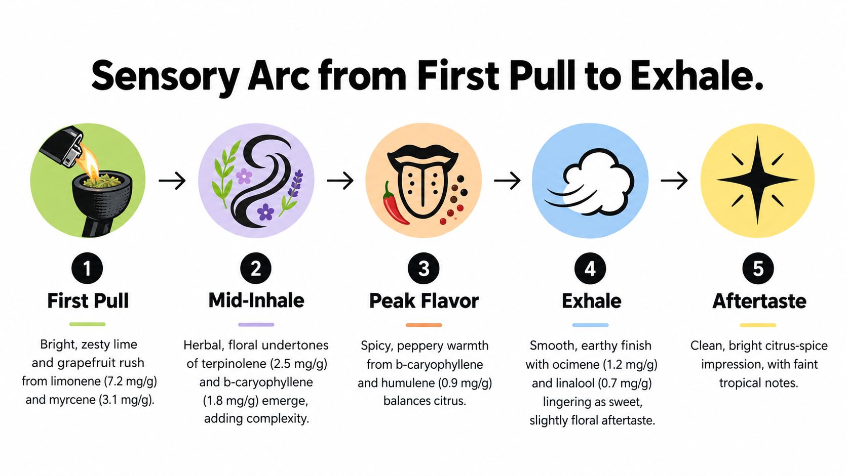 An infographic diagram outlining the five-step sensory experience arc of smoking the Baja Blast cannabis strain.