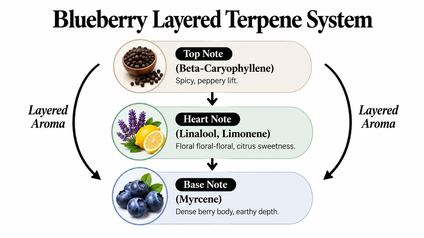A diagram displaying the Blueberry Layered Terpene System, categorizing aromatic compounds into top, heart, and base notes.