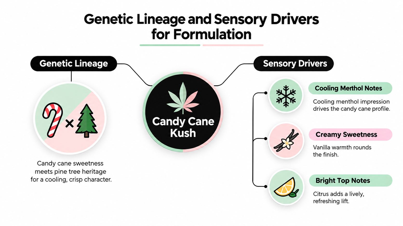 A diagram explaining the genetic lineage and sensory flavor drivers for the Candy Cane Kush cannabis strain.