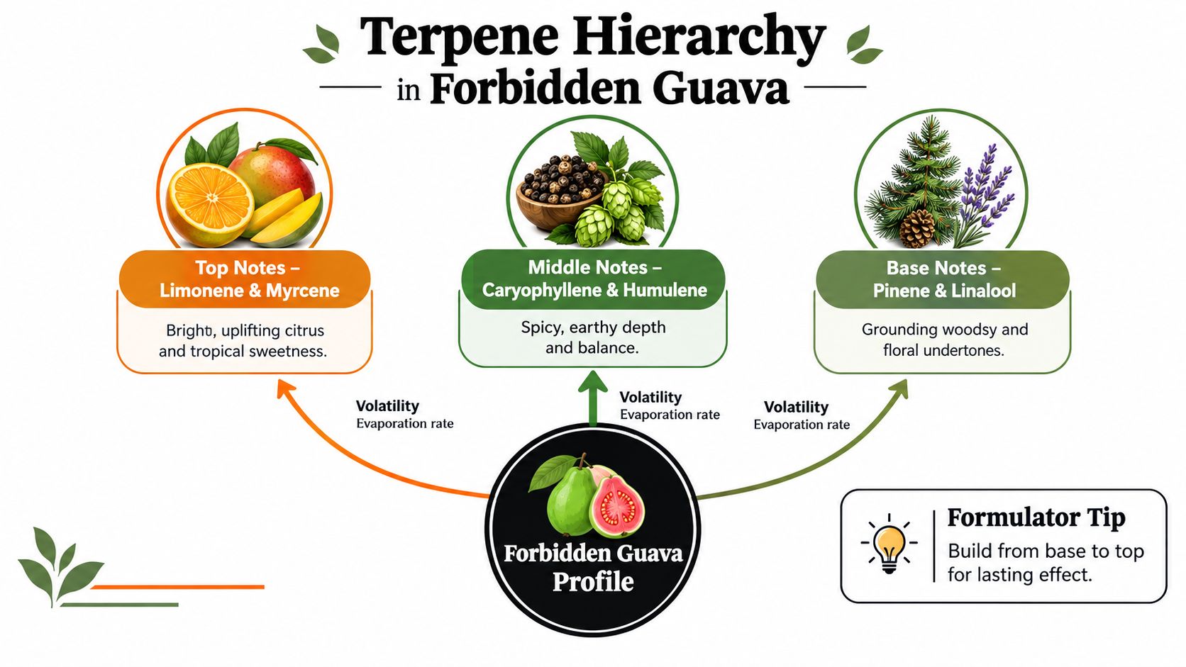 An infographic showing the terpene hierarchy of the Forbidden Guava strain, categorizing aromatic notes from top to base.