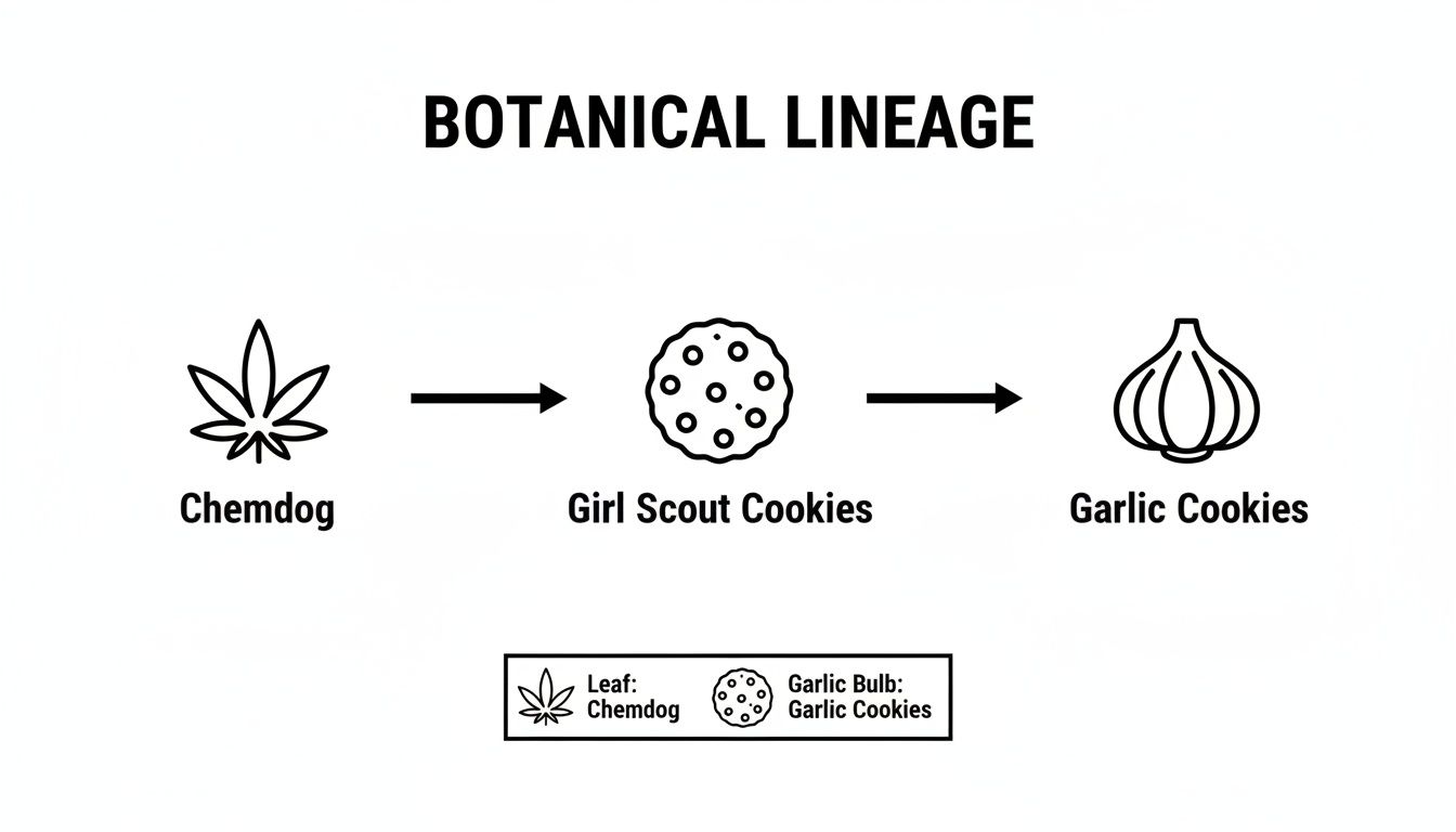 Botanical lineage diagram showing Chemdog (leaf), Girl Scout Cookies (cookie), and Garlic Cookies (garlic bulb).