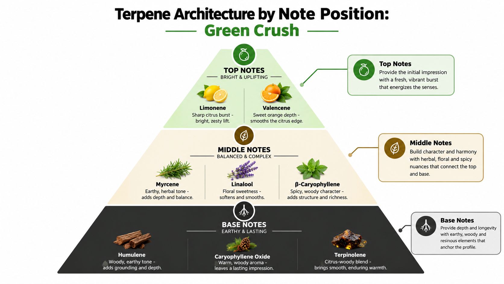 A pyramid diagram showing the terpene profile of the Green Crush strain, categorized by top, middle, and base notes.