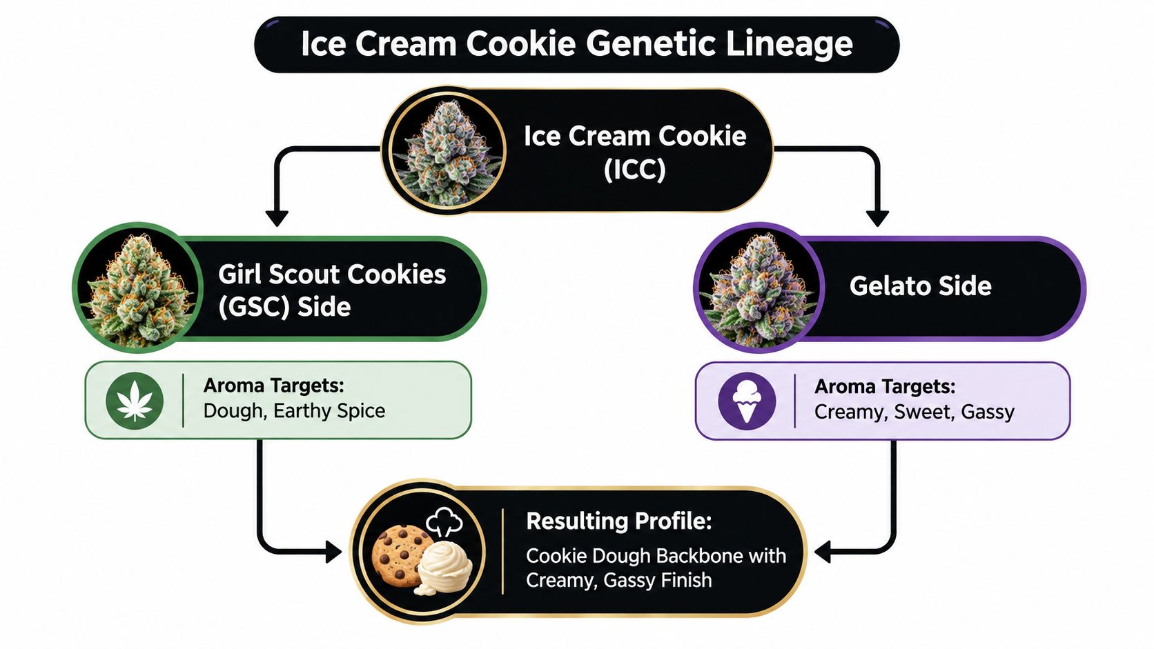 An infographic showing the genetic lineage of the Ice Cream Cookie cannabis strain with aroma characteristics.
