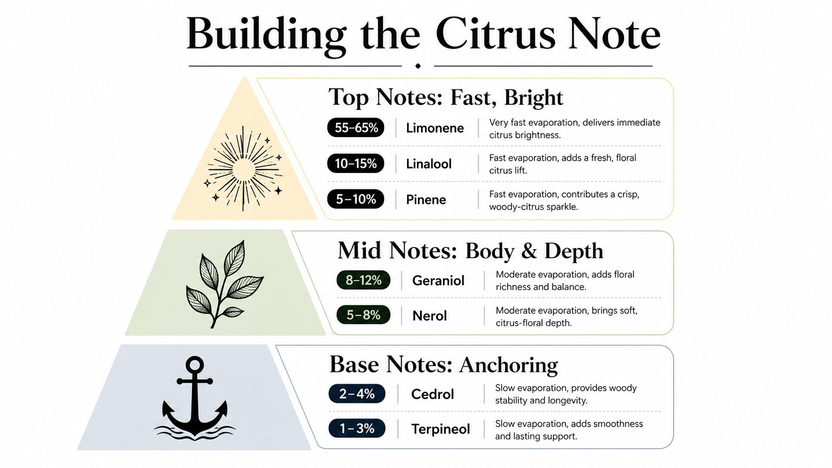 An infographic showing the fragrance pyramid of a citrus perfume, breaking down notes and chemical compounds.