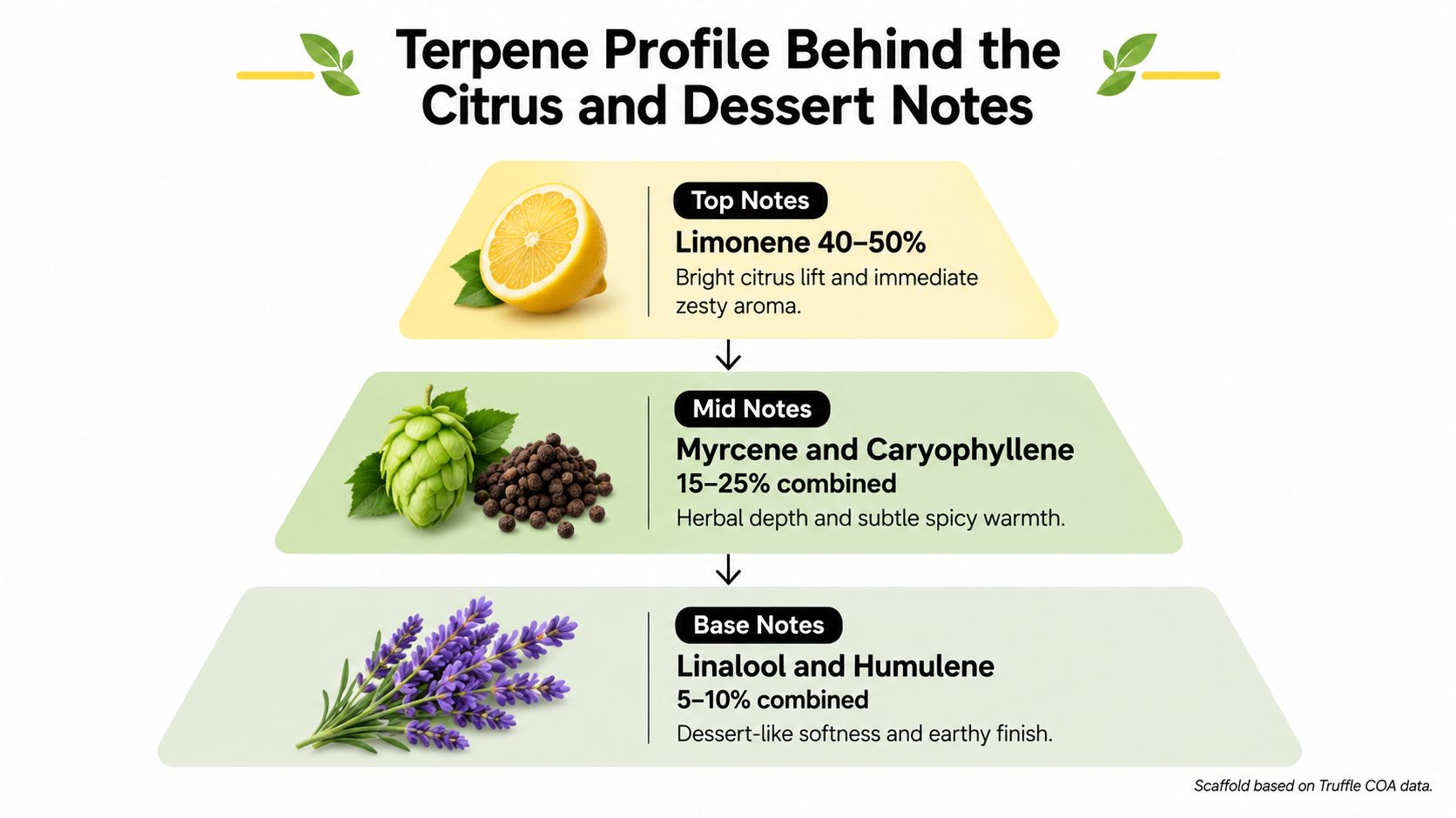 A diagram illustrating the terpene profile behind citrus and dessert notes in the lemon truffle strain.