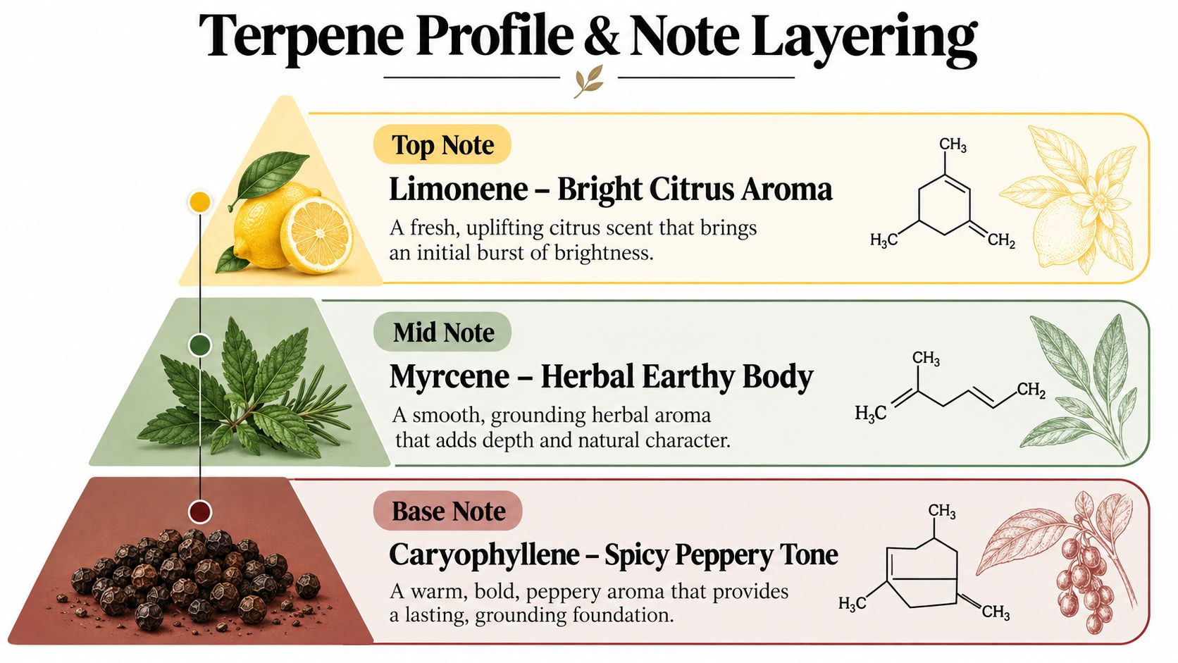 A visual guide explaining terpene profiles and note layering, featuring limonene, myrcene, and caryophyllene with their chemical structures.