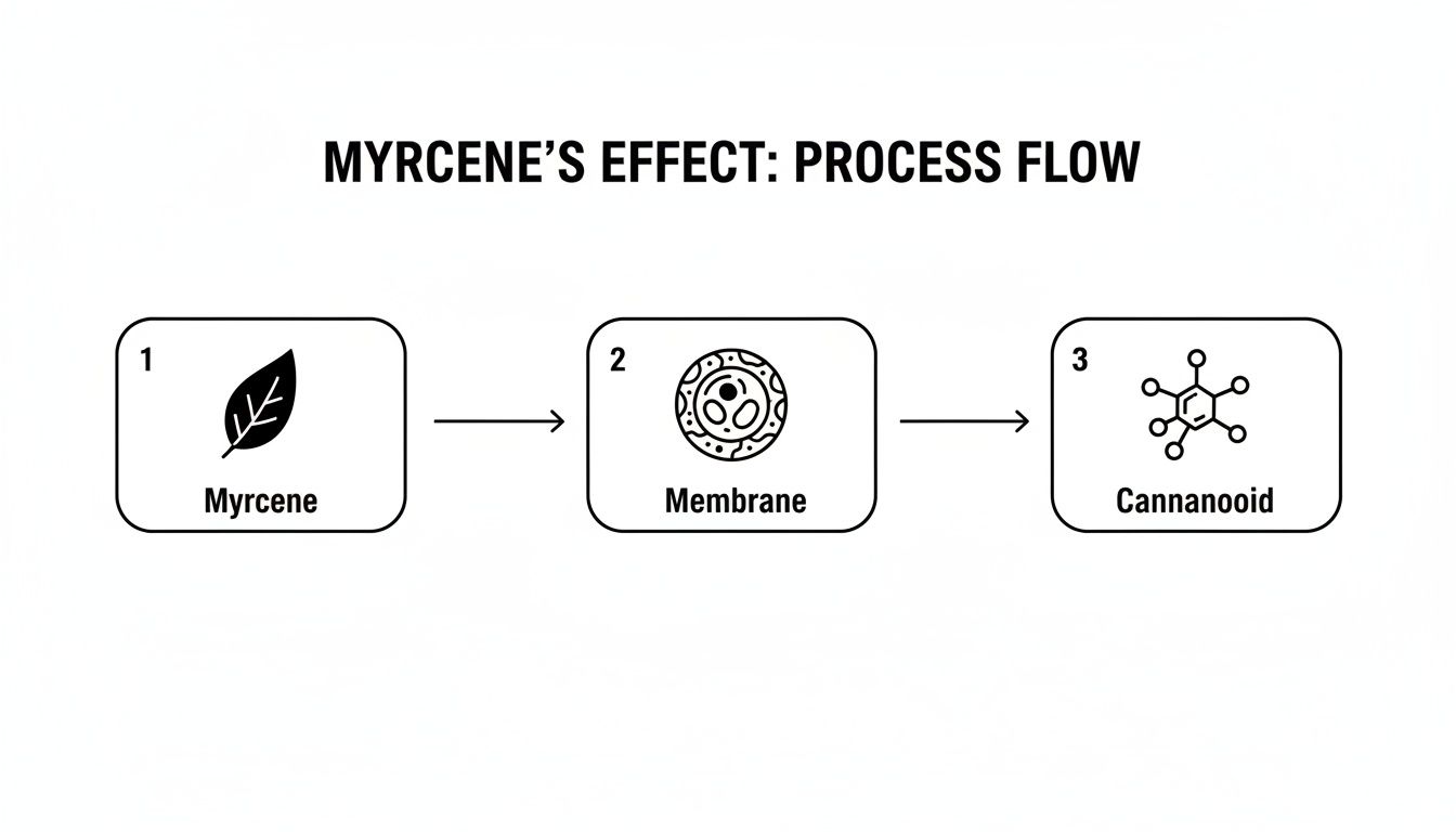 Flowchart showing Myrcene's effect: entering a membrane and forming a cannabinoid.