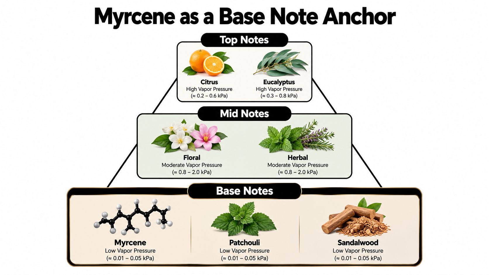 A diagram illustrating fragrance note categorization featuring top notes, mid notes, and base notes with Myrcene.