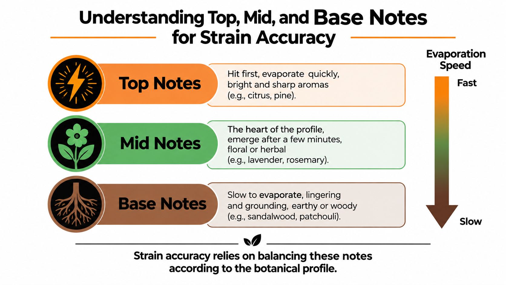 An infographic explaining top, mid, and base notes in fragrance, detailing evaporation speeds and scent characteristics.
