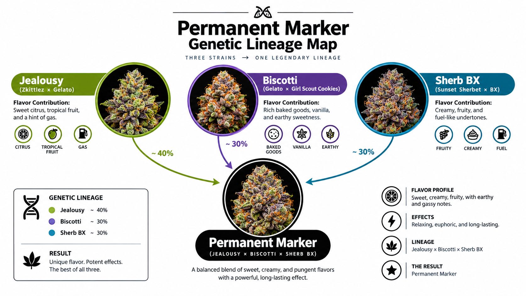 An infographic detailing the genetic lineage, flavor profiles, and effects of the Permanent Marker cannabis strain.