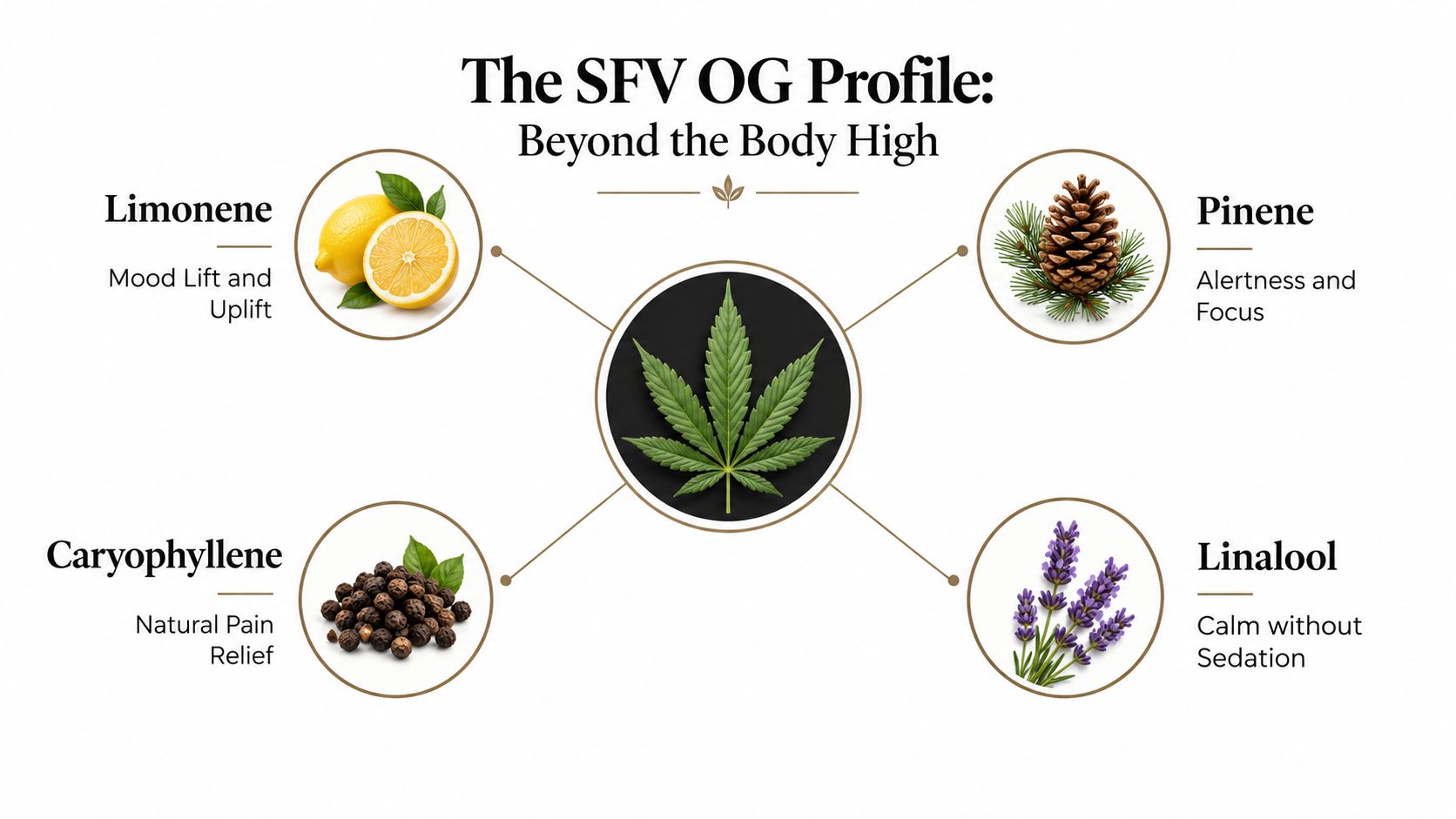 An infographic detailing the terpene profile of SFV OG, highlighting Limonene, Pinene, Caryophyllene, and Linalool benefits.