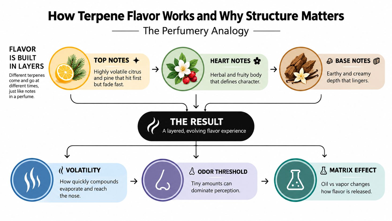 An infographic explaining how terpene flavors work, illustrating top, heart, and base notes with chemistry concepts.