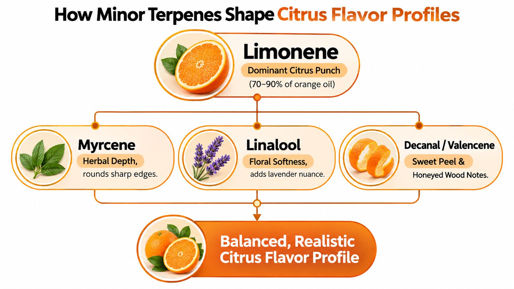 A diagram illustrating how minor terpenes like myrcene, linalool, and decanal balance limonene to create citrus flavor.