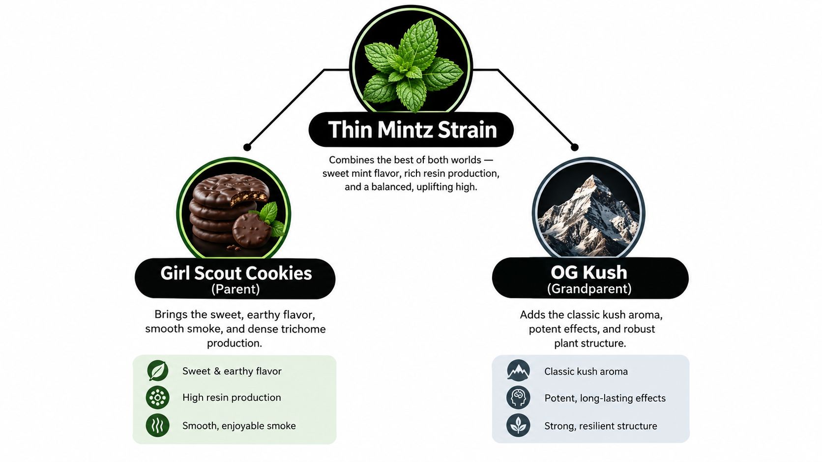 A diagram illustrating the genetic lineage of the Thin Mintz cannabis strain, featuring Girl Scout Cookies and OG Kush.