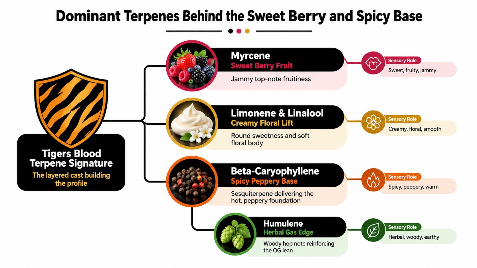 A detailed infographic breaking down the terpene profile of the Tigers Blood cannabis strain into four components.