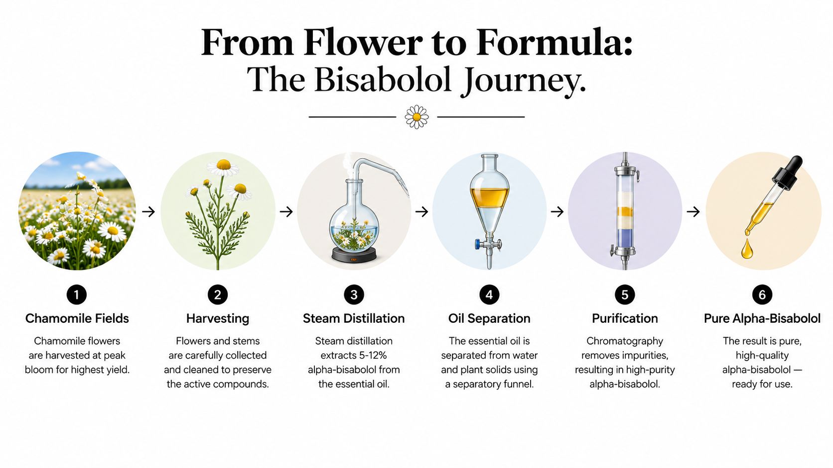 A six-step infographic illustrating the extraction process of alpha-bisabolol from chamomile flowers, from harvesting to purification.