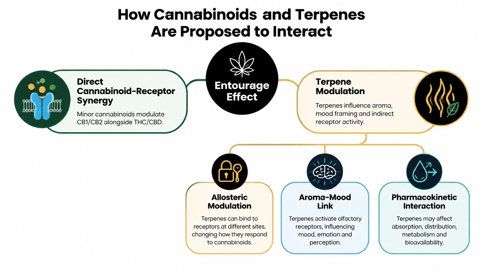 A diagram explaining the entourage effect involving cannabinoid-receptor synergy, terpene modulation, allosteric effects, and pharmacokinetic interactions.