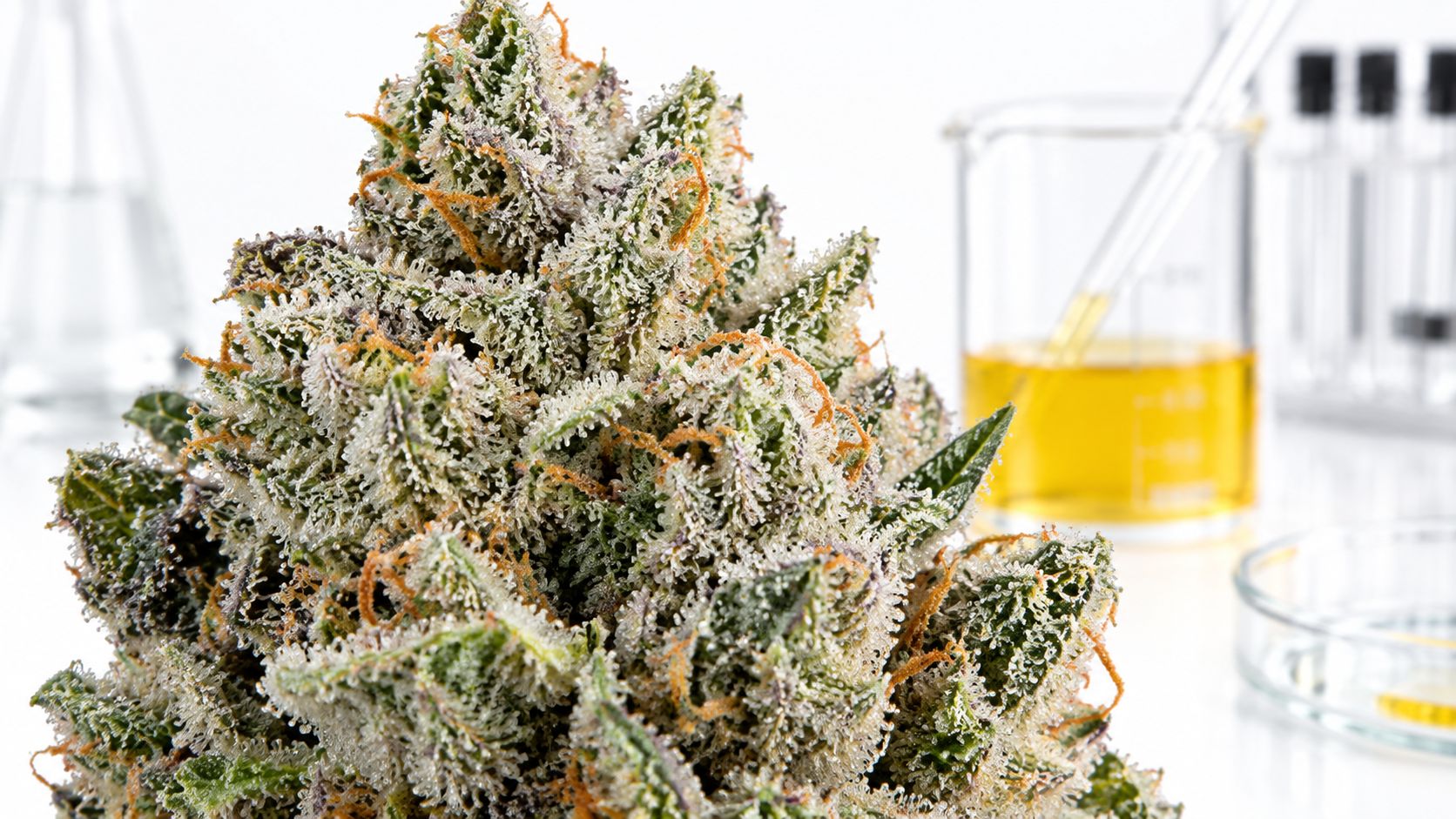 A close-up view of an Apple Fritter cannabis flower bud placed next to laboratory testing equipment.