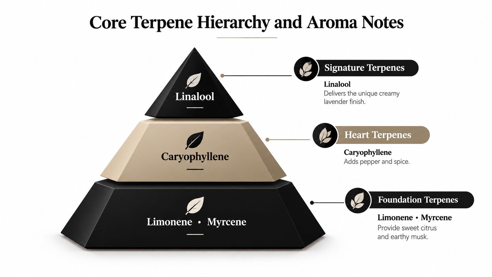 A pyramid diagram showing the hierarchy of terpenes including Linalool, Caryophyllene, Limonene, and Myrcene with their descriptions.