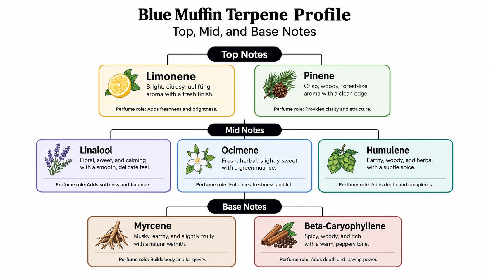 A diagram illustrating the Blue Muffin terpene profile, categorized into top, mid, and base aromatic notes.