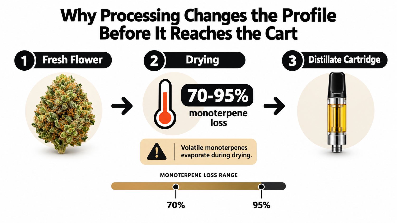 A diagram illustrating how drying cannabis flower leads to a 70-95% loss of volatile monoterpenes before processing.