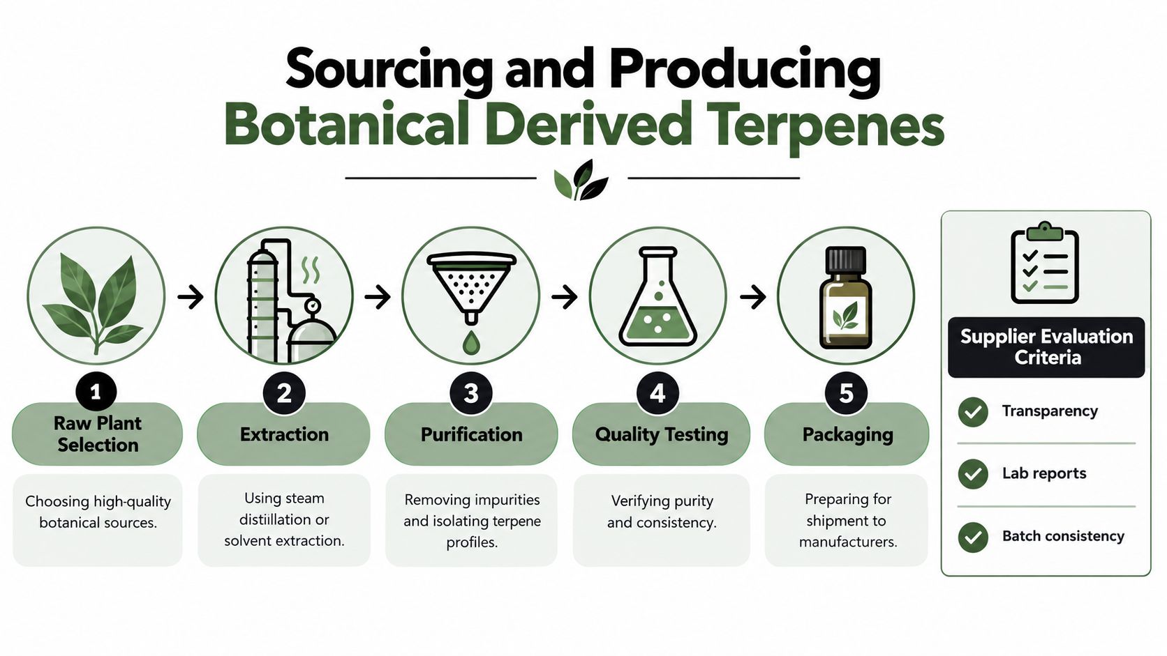 An infographic detailing the five-step process of sourcing and producing botanical derived terpenes from raw plant selection.
