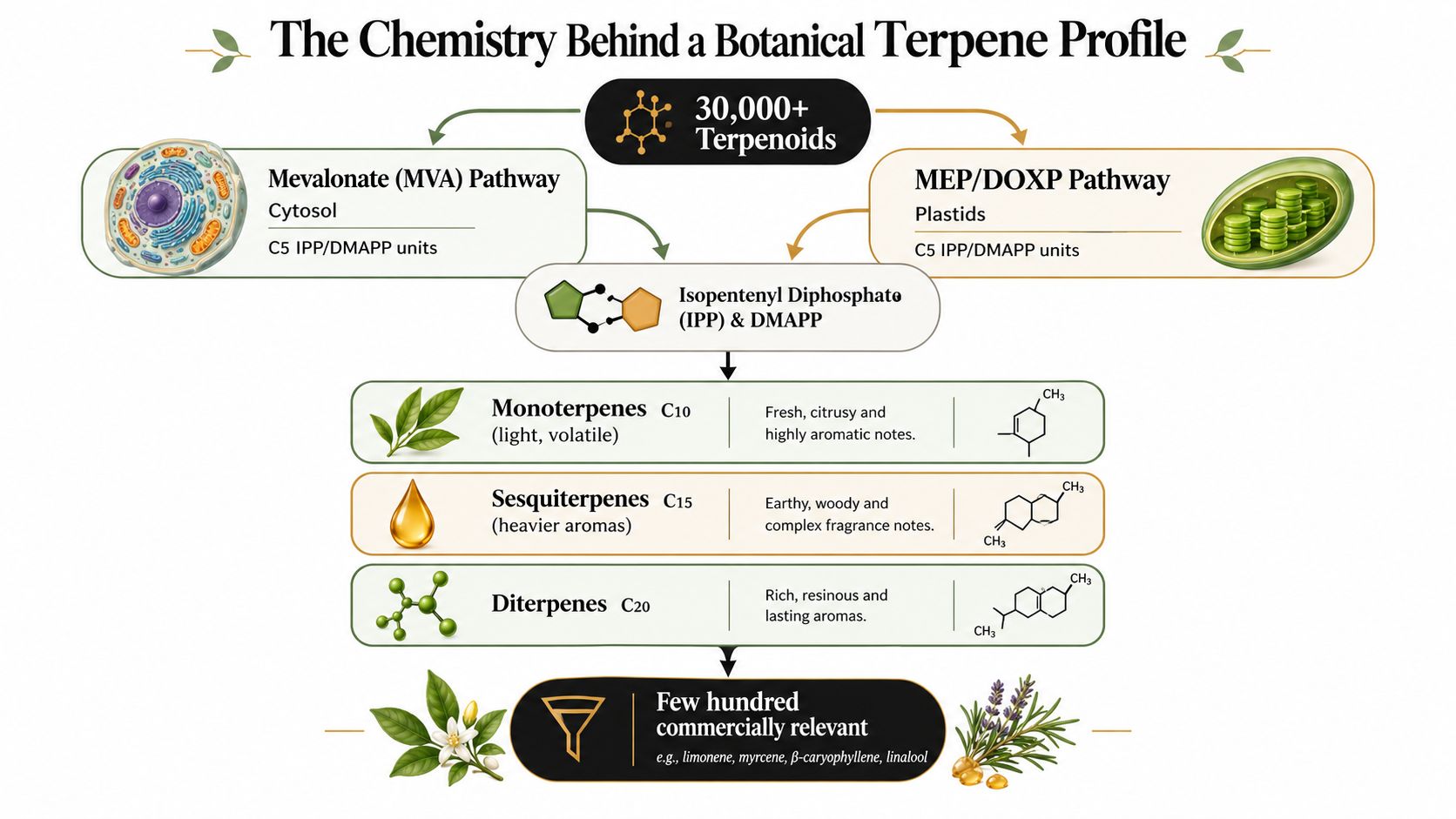 A diagram illustrating the biosynthesis of terpenoids in plants, showing MVA and MEP pathways leading to various terpenes.