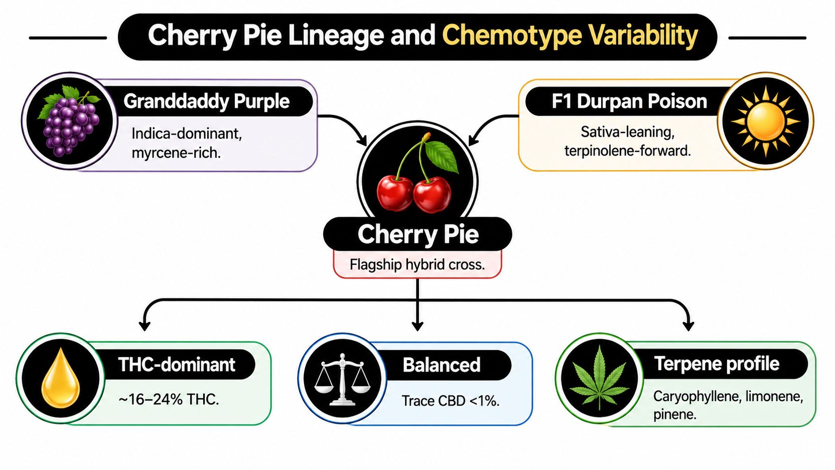 An infographic detailing the genetic lineage of the Cherry Pie hybrid cannabis strain and its chemotype variability.