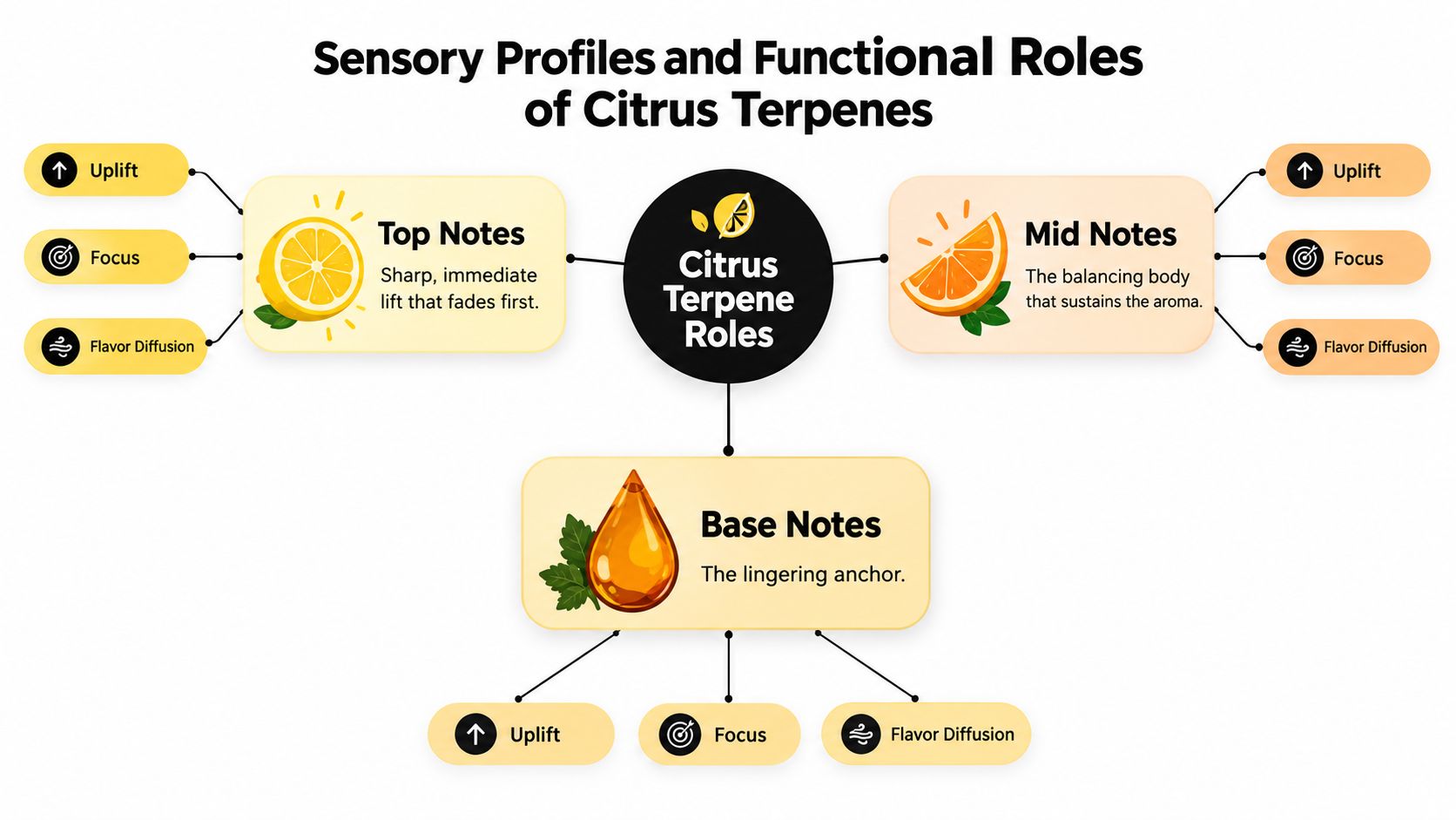 An infographic detailing the sensory profiles and functional roles of top, mid, and base citrus terpenes.