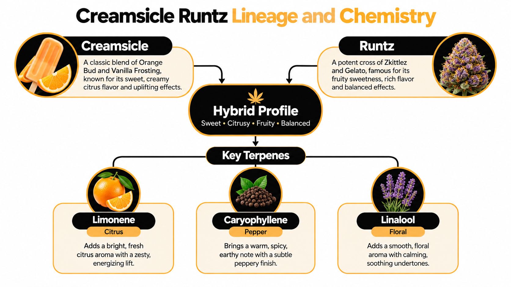 A diagram illustrating the lineage and terpene profile of the hybrid Creamsicle Runtz cannabis strain.