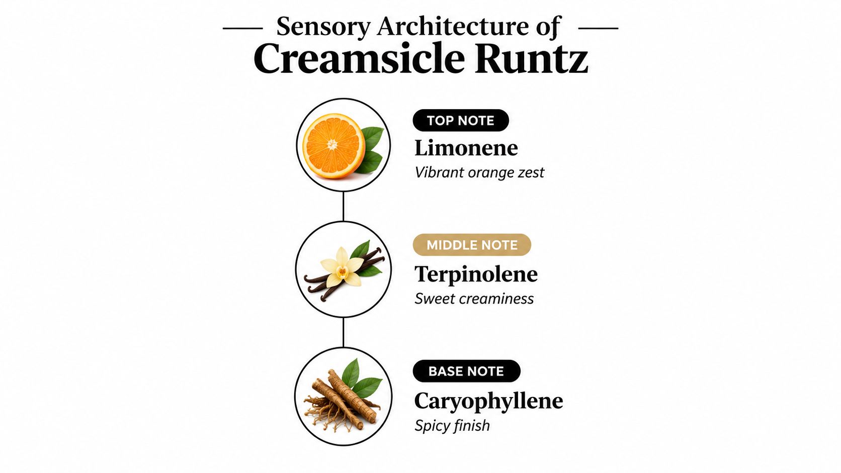 A visual breakdown of the Creamsicle Runtz strain, showcasing its top, middle, and base aromatic terpene notes.